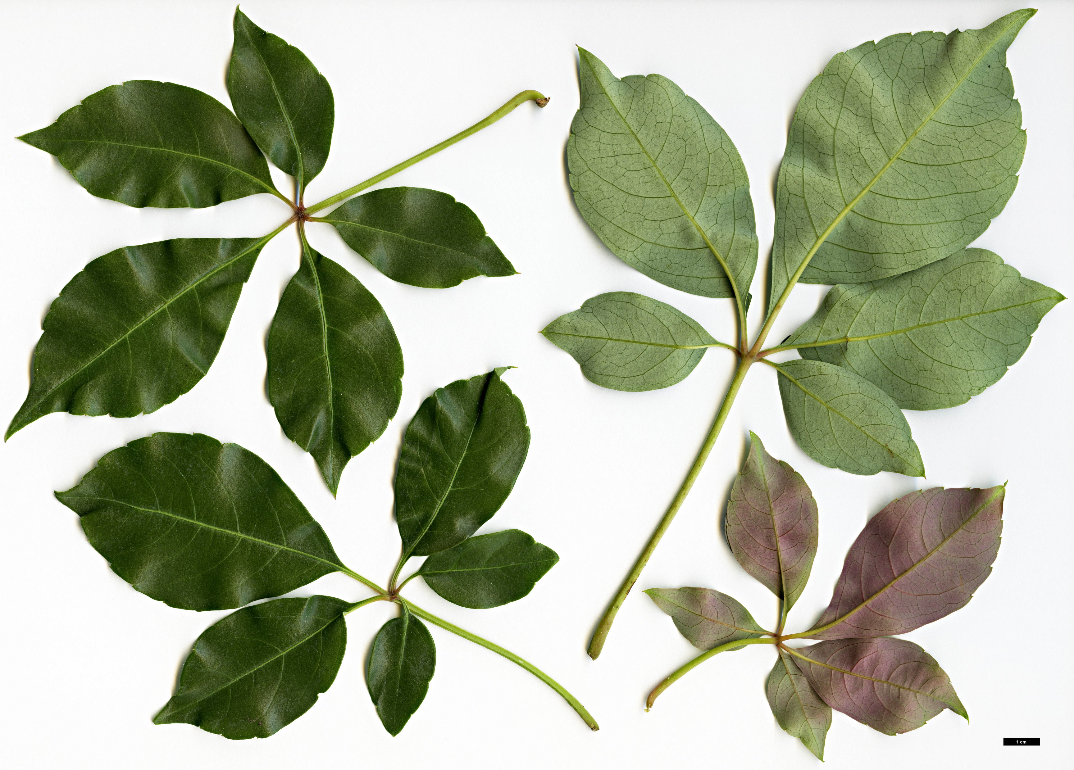 High resolution image: Family: Vitaceae - Genus: Parthenocissus - Taxon: thomsonii High resolution image: Family: Vitaceae - Genus: Parthenocissus - Taxon: thomsonii